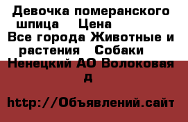 Девочка померанского шпица. › Цена ­ 40 000 - Все города Животные и растения » Собаки   . Ненецкий АО,Волоковая д.